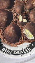 Armadillidium vulgare "Magic Potion"