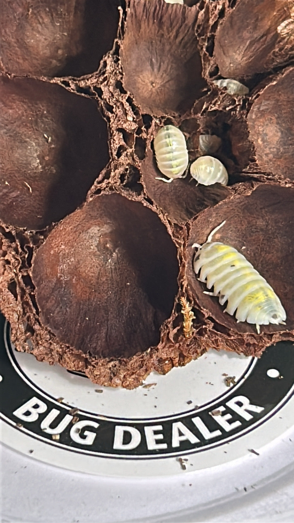 Armadillidium vulgare "Magic Potion"