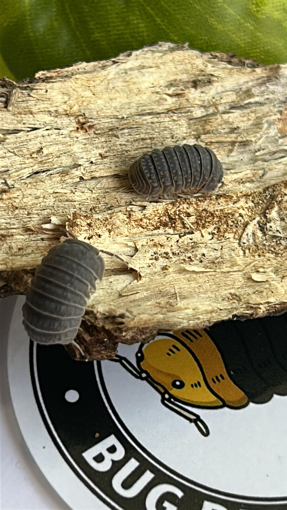 Armadillo "Tuberculatus"