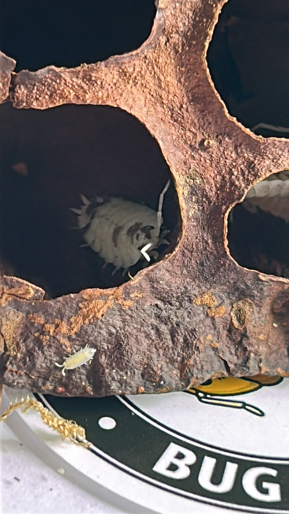 Porcellio scaber "Dalmatian"