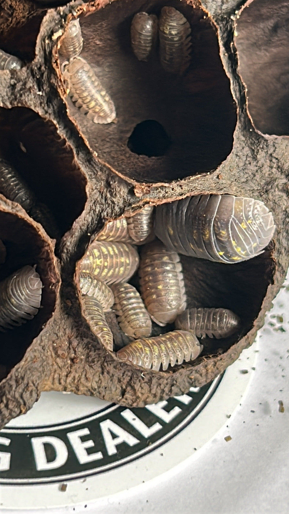 Armadillidium granulatum "Yellow Spanish"
