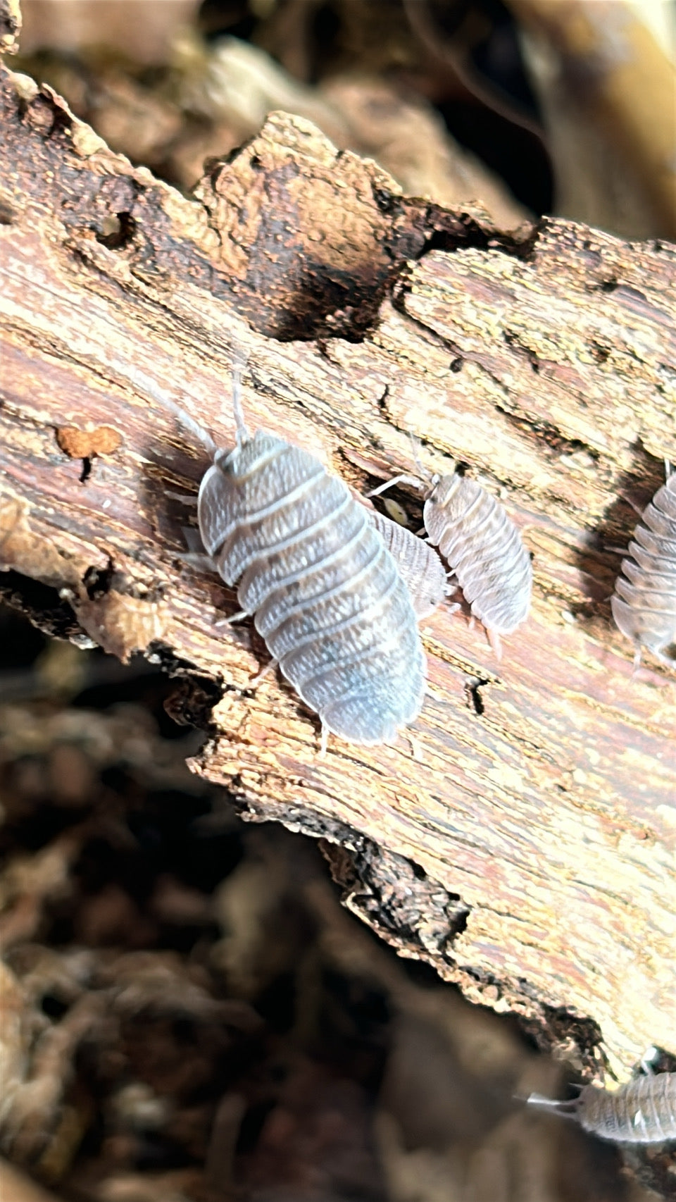 Armadillidium peraccae "Mini speckled"  isopods