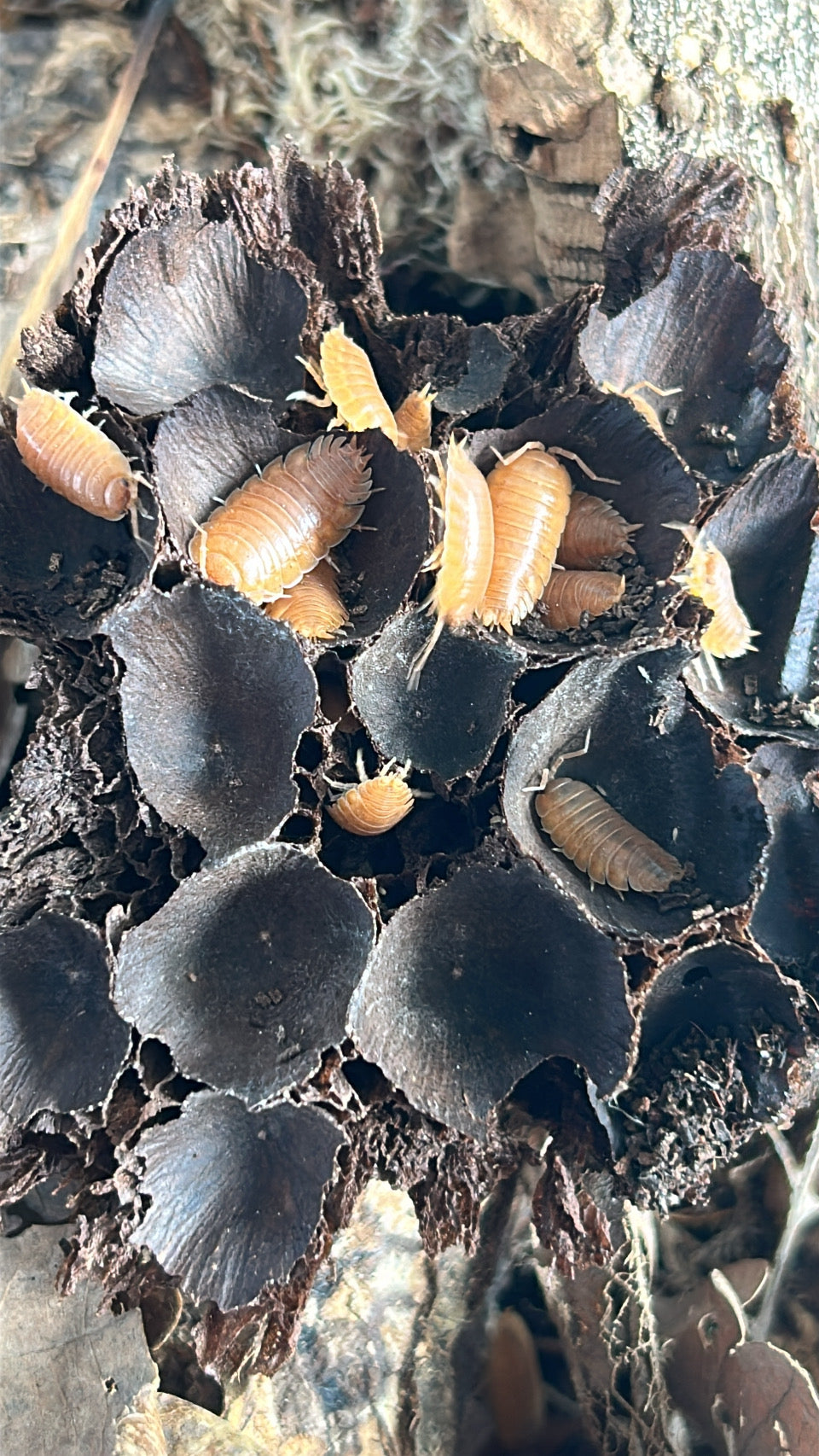 Porcellio laevis "Giant Orange"