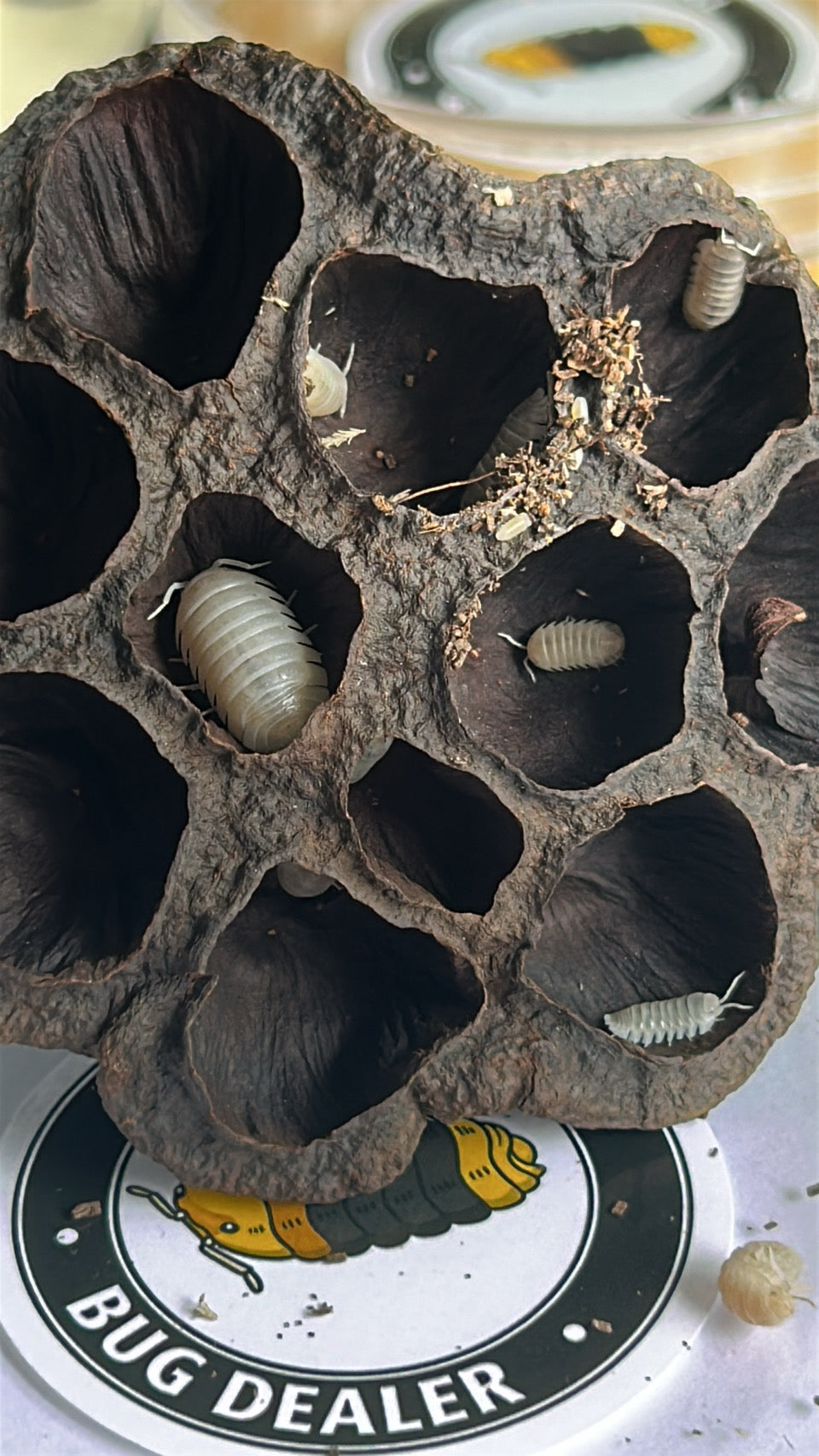 Armadillidium granulatum "White pearl"
