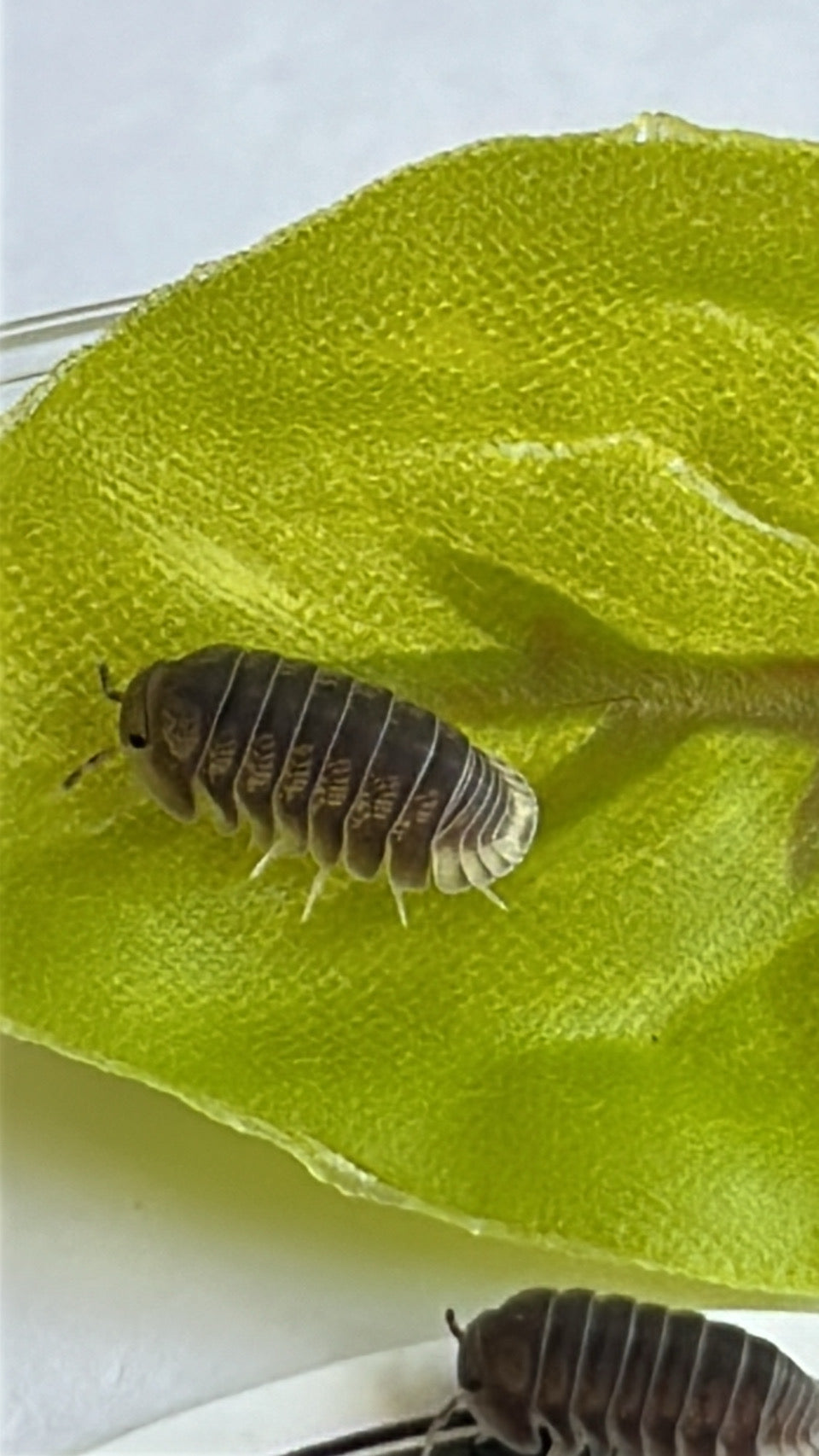 Cubaris sp. "Penguin"