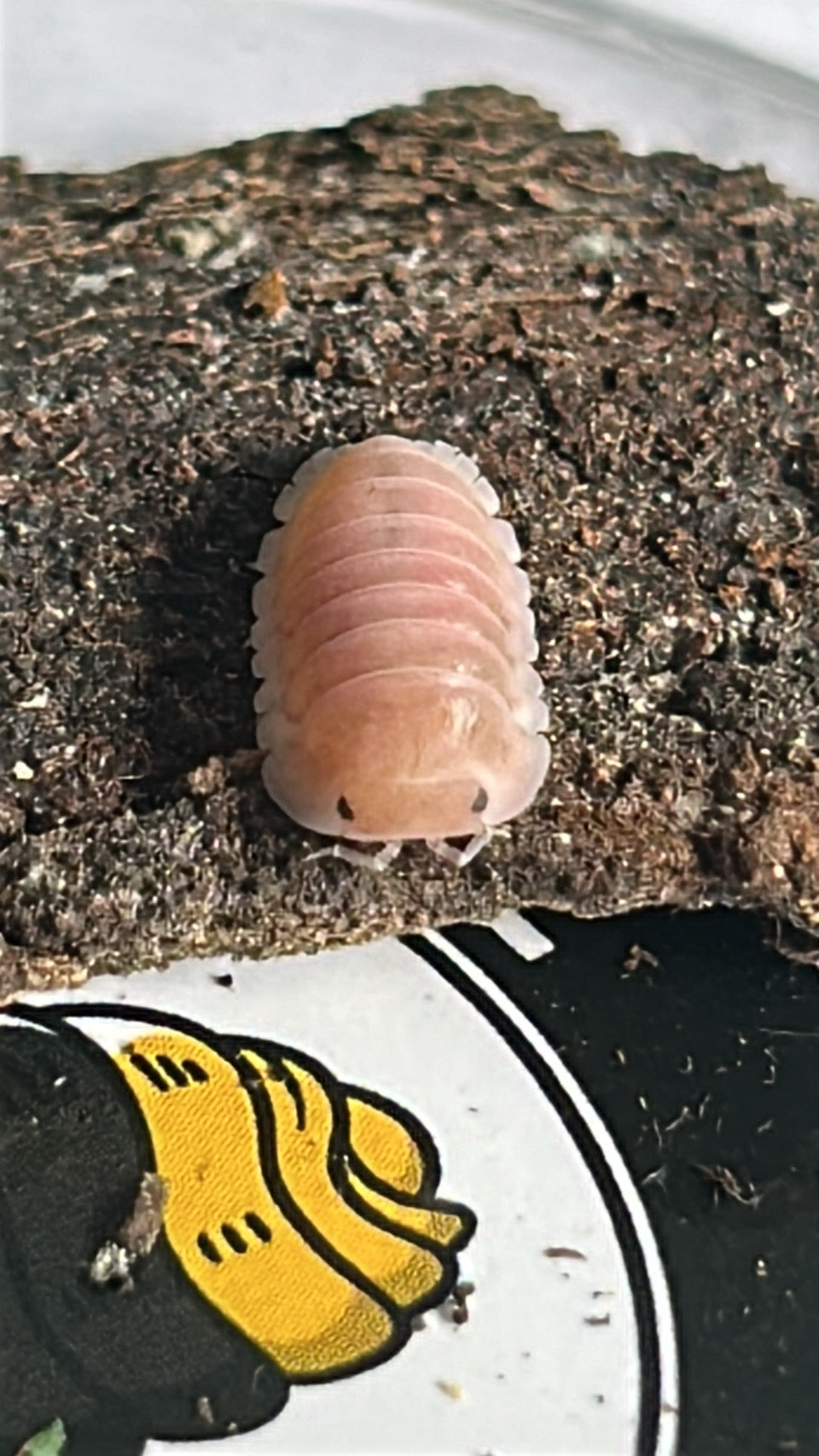 Cubaris sp. "Cherry Blossom"