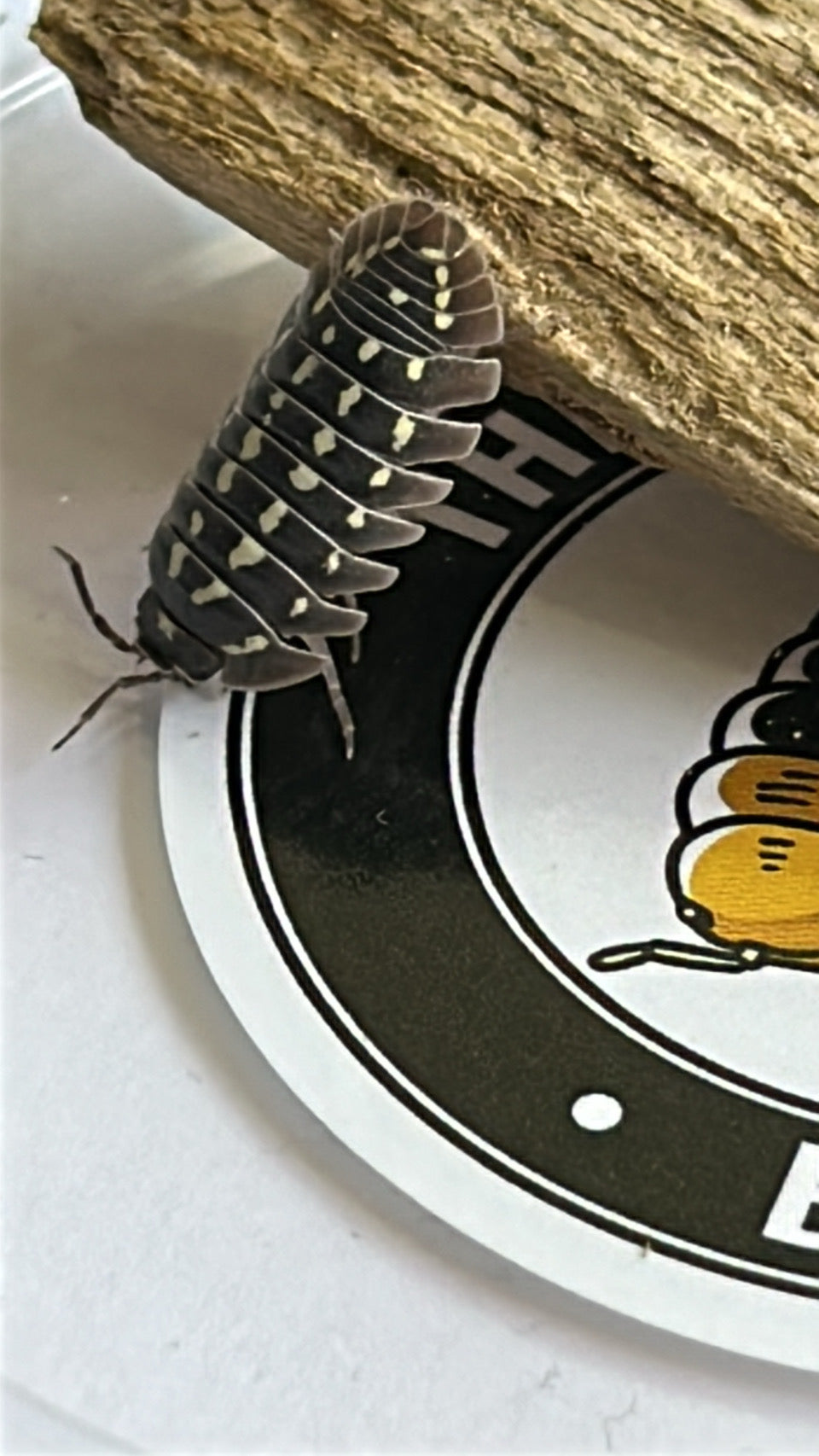 Armadillidium Gastroi "Zinger" Morph