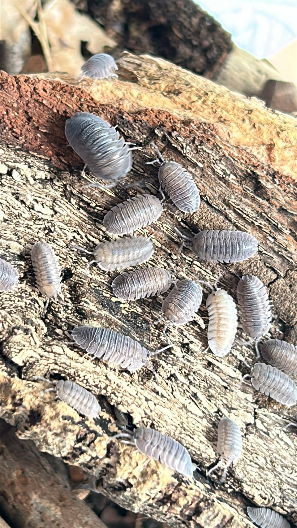 Armadillidium peraccae "Mini speckled"  isopods