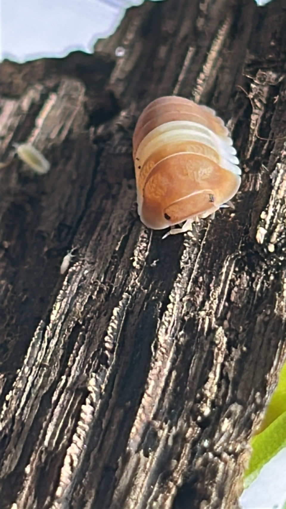 Cubaris sp. "Red" Panda king Isopod