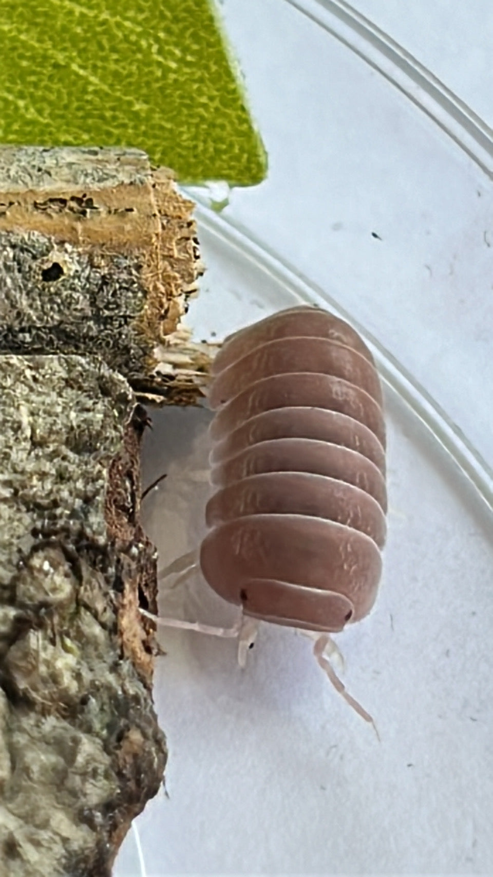 Armadillo Officinalis "PINK"