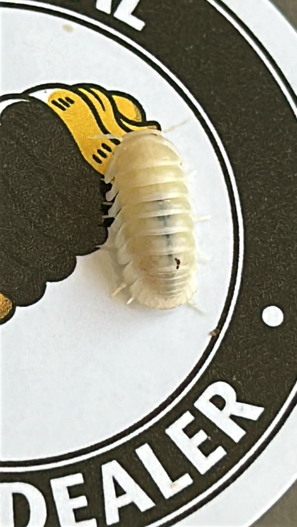 Cubaris sp. "Albino penguin"