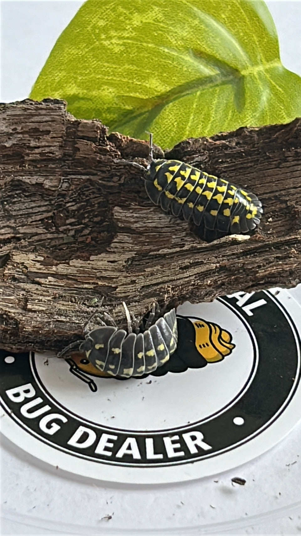 Armadillidium Gestroi "Yellow-spotted" Isopod