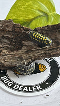 Armadillidium Gestroi "Yellow-spotted" Isopod
