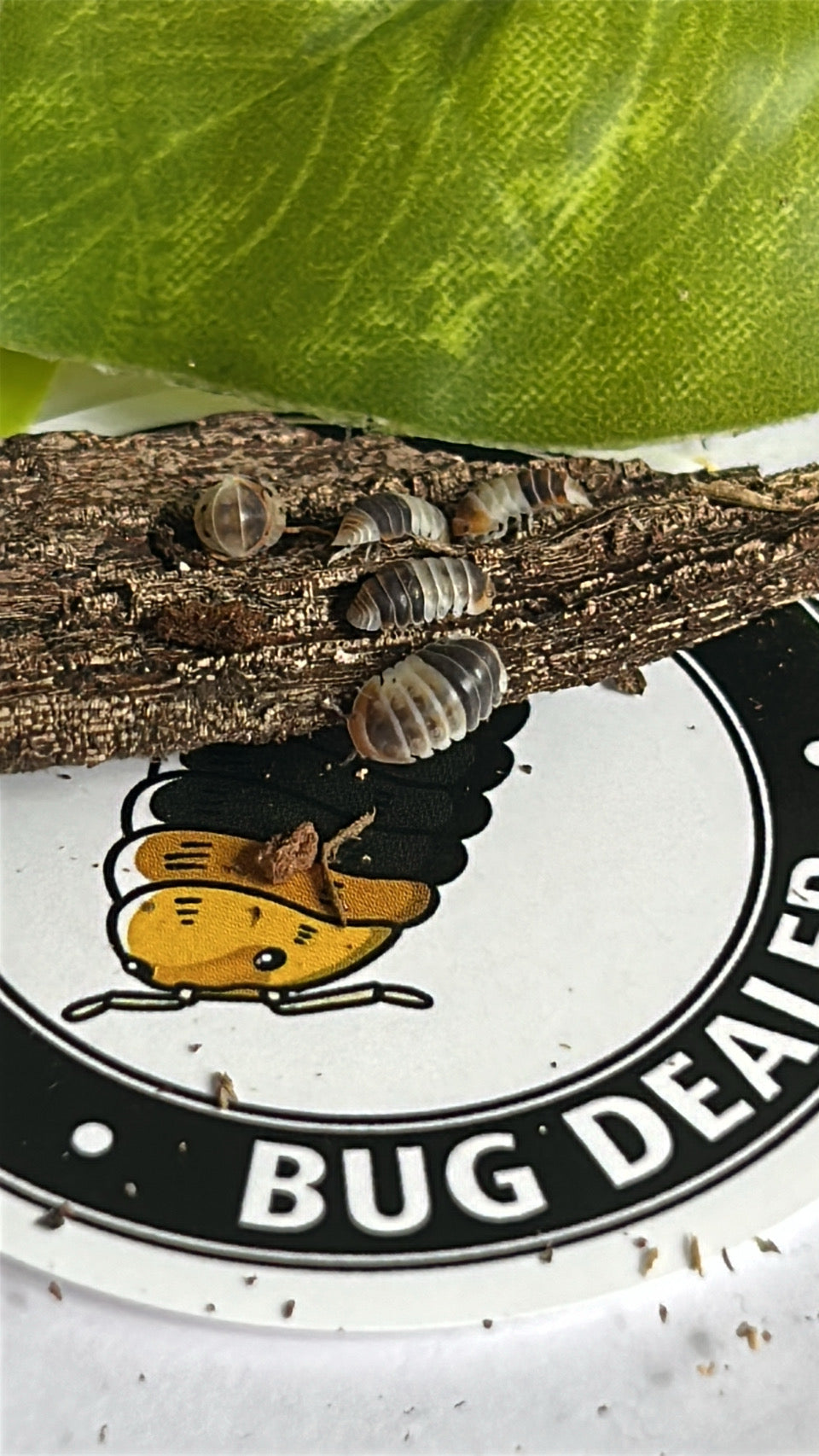 Cubaris sp. "White Shark" Isopod