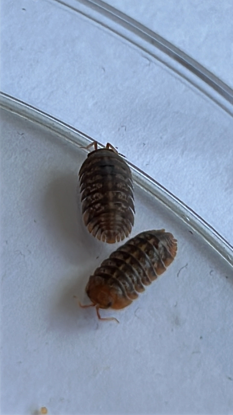 Sinodillo sp "Vietnam"