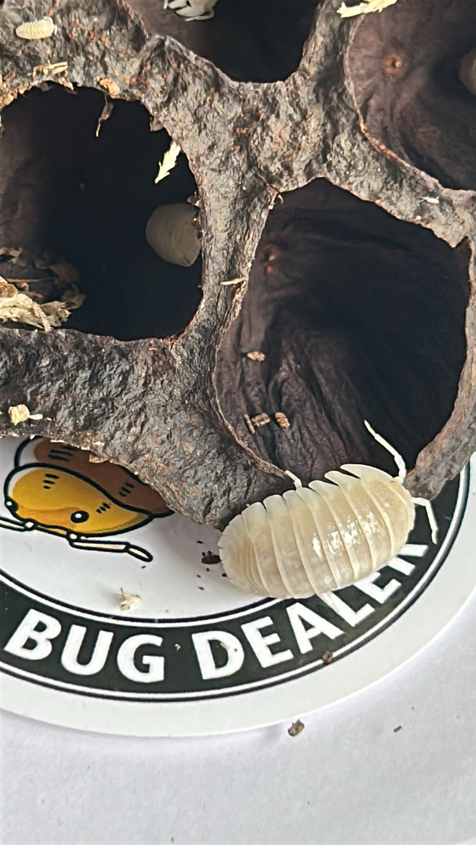 Armadillidium granulatum "White pearl"