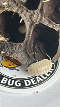 Armadillidium granulatum "White pearl"