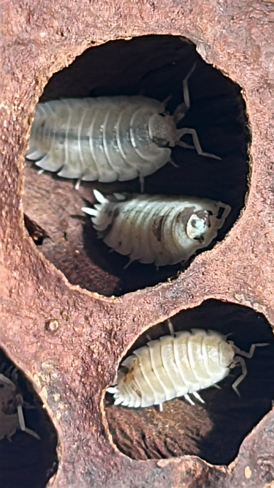 Porcellio scaber "Dalmatian"