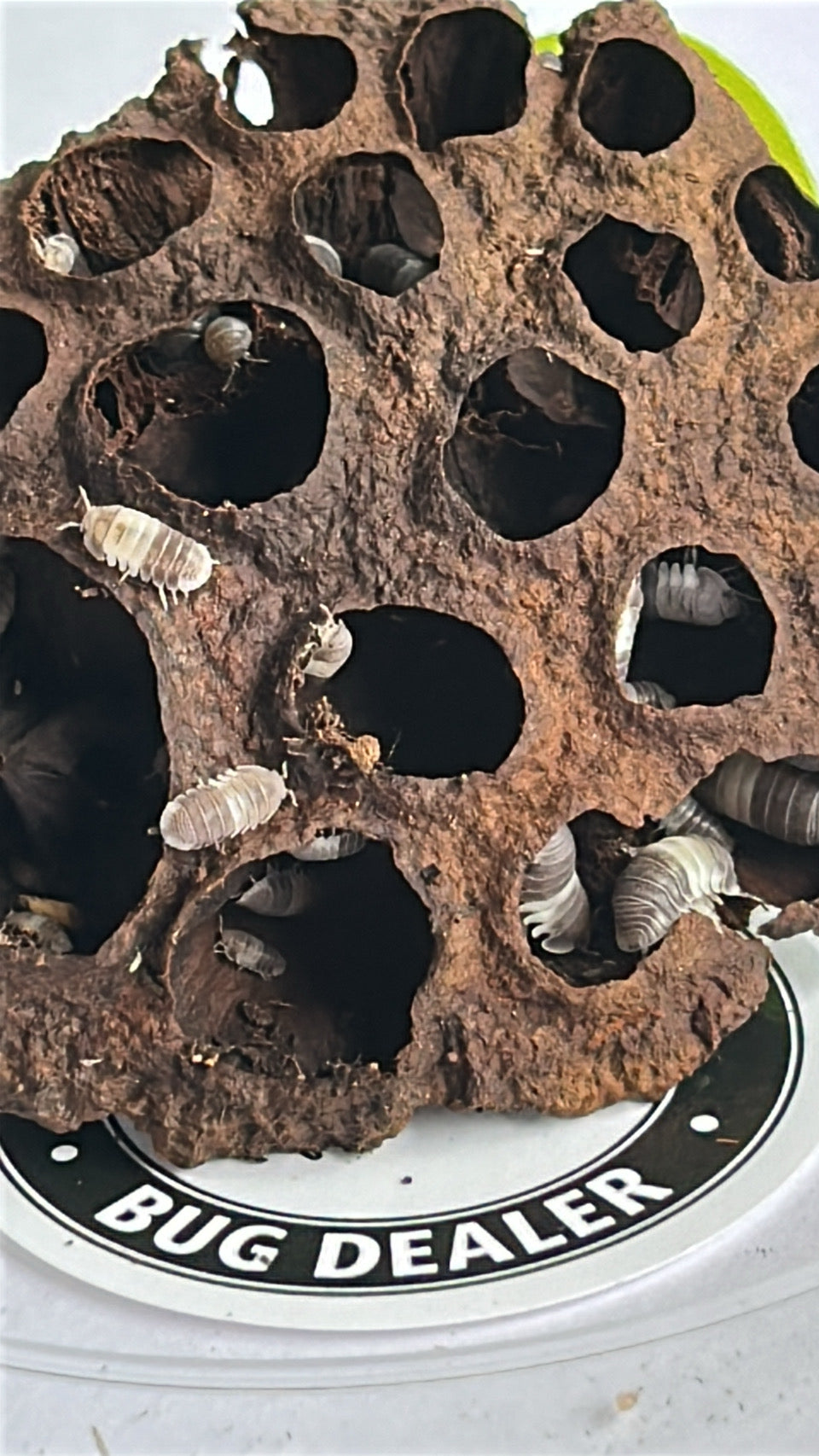 Cubaris sp. "Panda king" Isopod