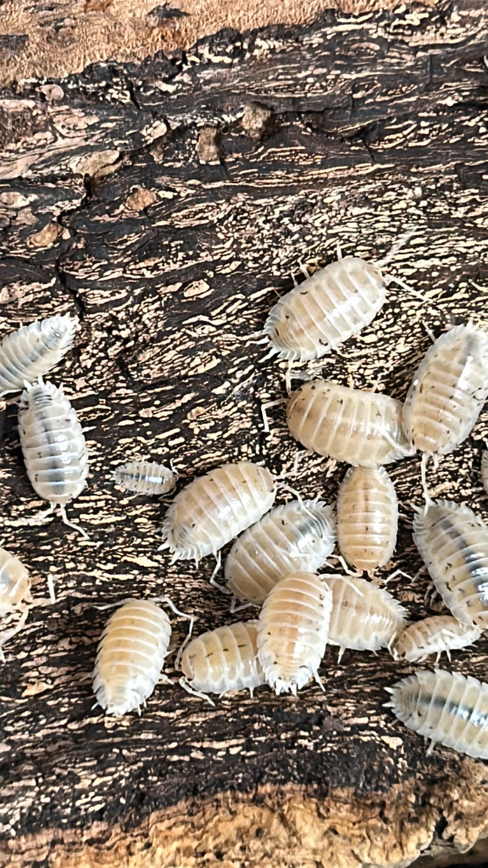 Porcellio laevis "Snow White"