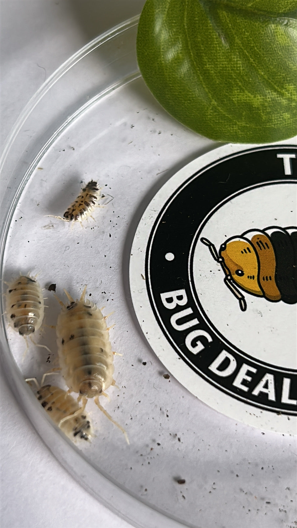 Porcellio laevis "Dairy Cow"