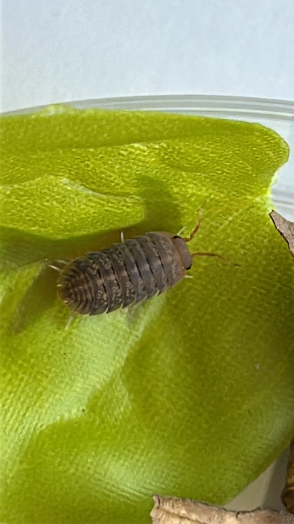 Sinodillo sp "Vietnam"