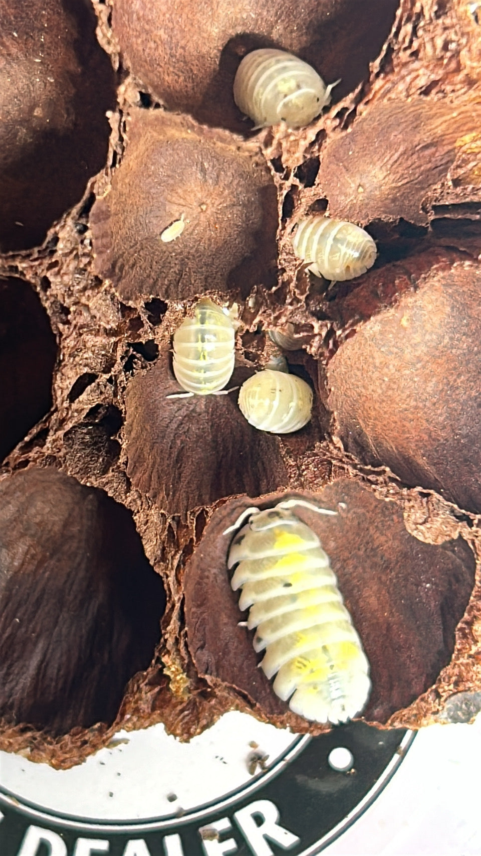 Armadillidium vulgare "Magic Potion"