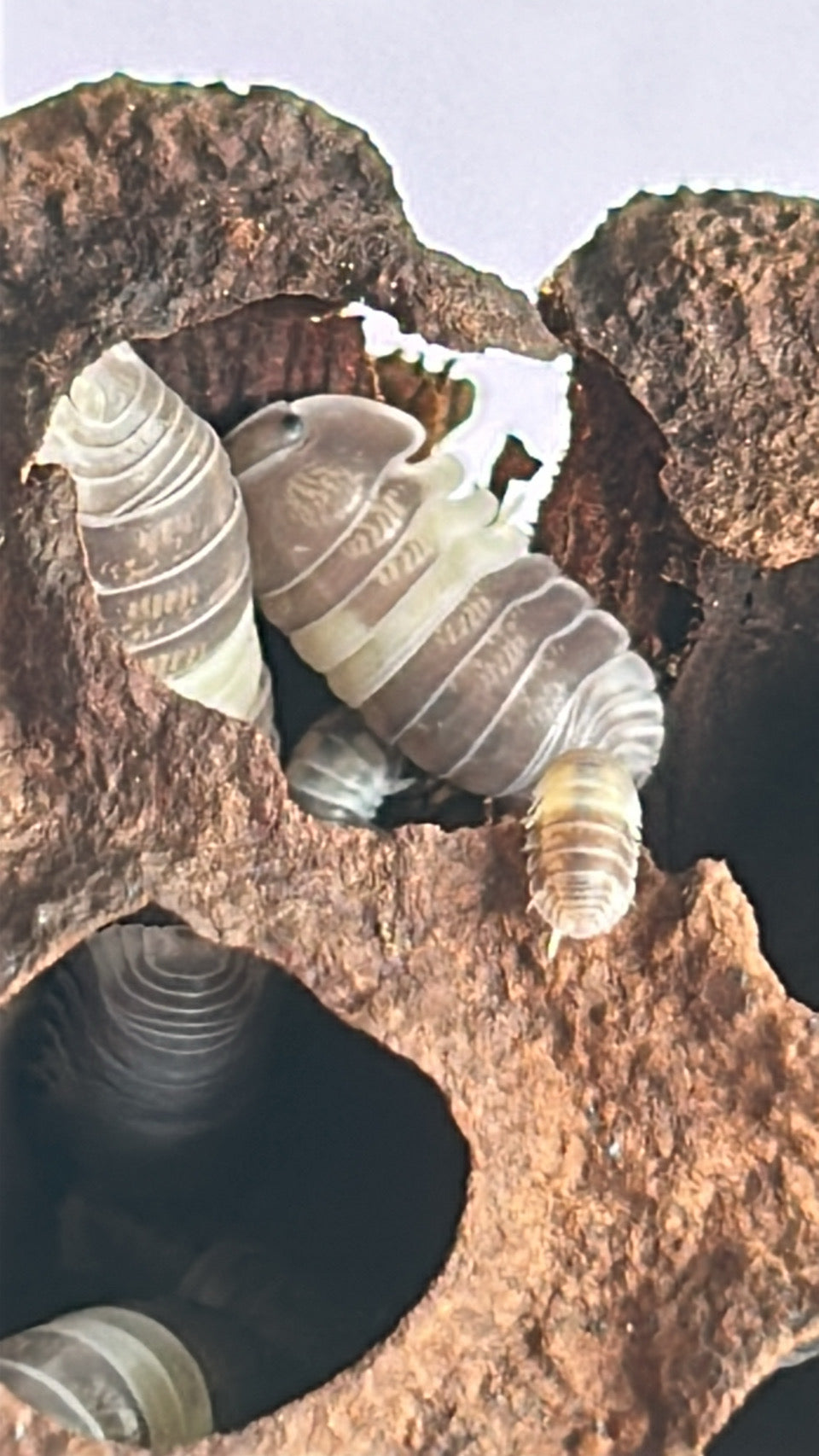 Cubaris sp. "Panda king" Isopod
