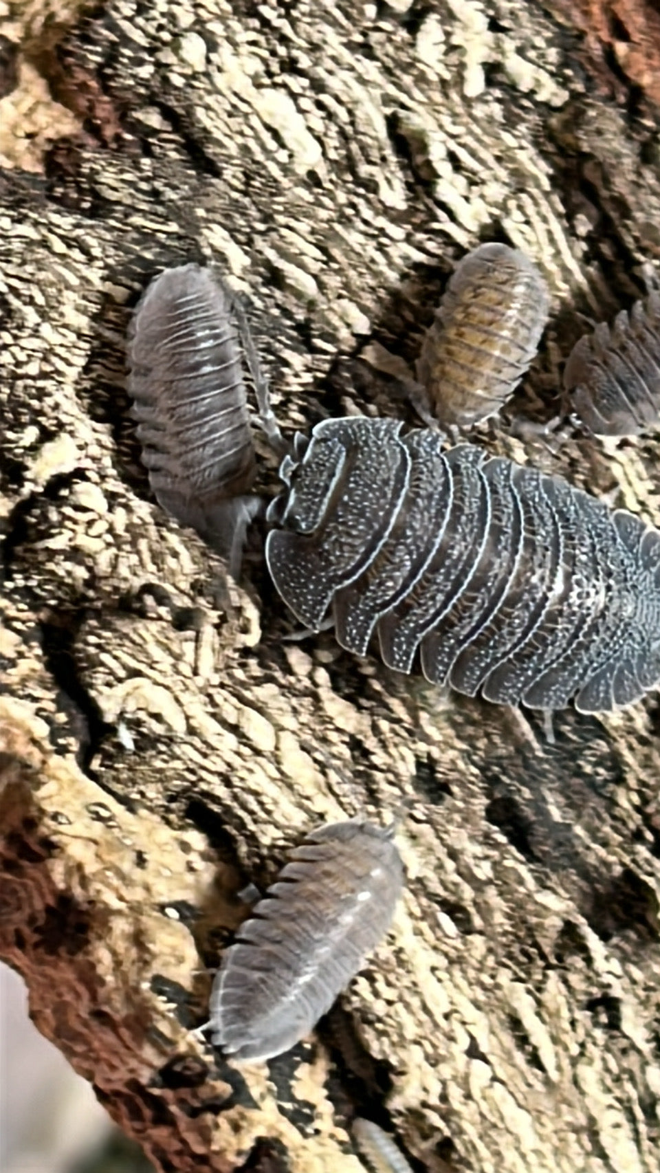 Armadillidium peraccae "Mini speckled"  isopods