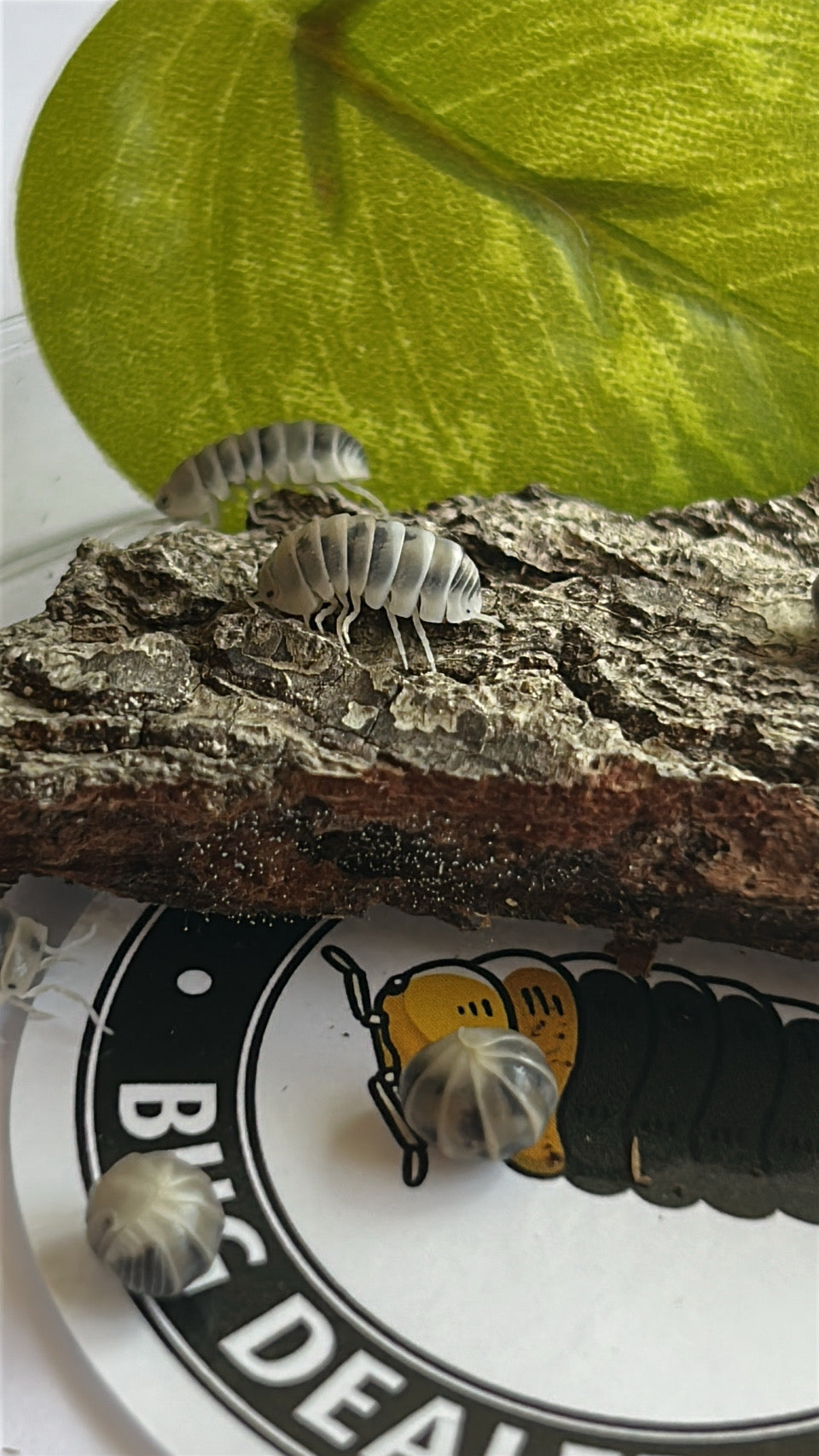 Armadillo sp "Tamarix"