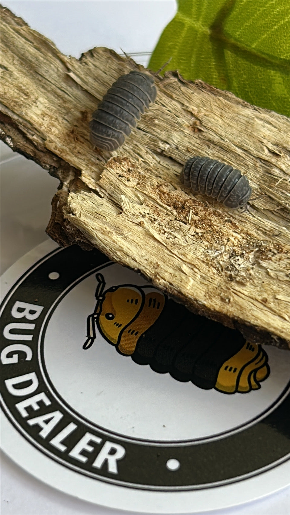 Armadillo "Tuberculatus"