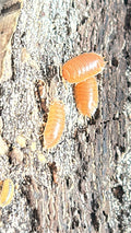 Porcellio laevis "Giant Orange"