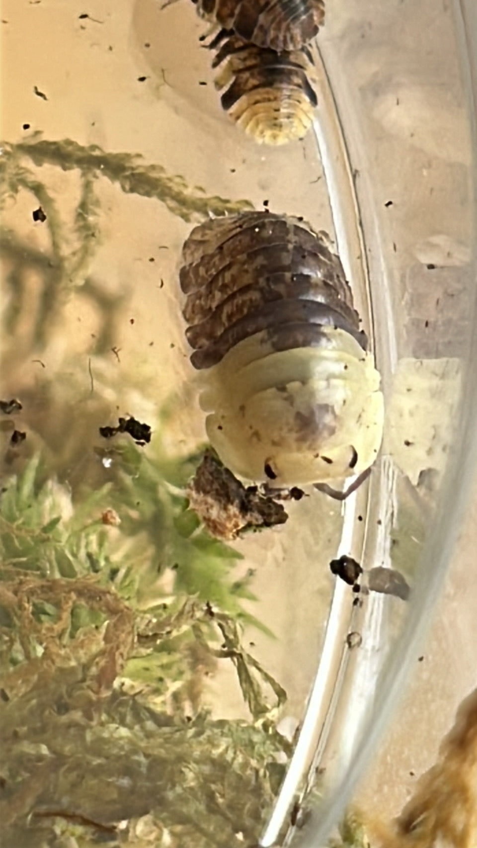 Fillipinodilo "Giant Bumblebee"