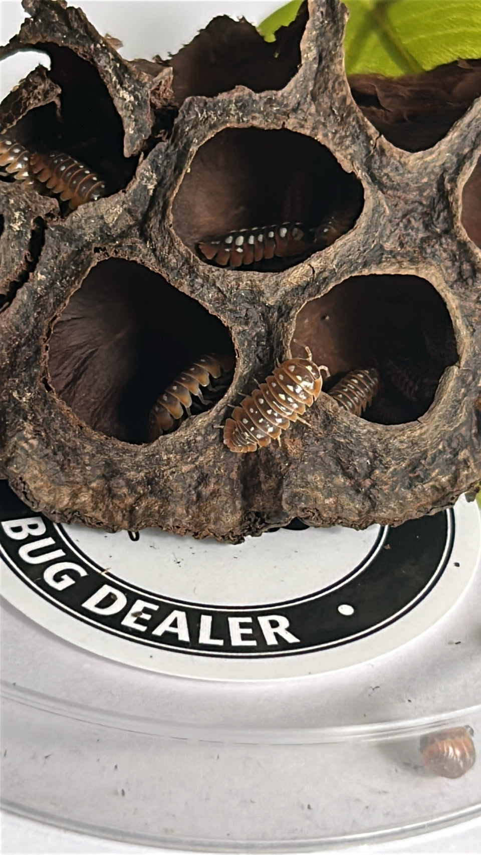 Armadillidium Klugii "Clown"