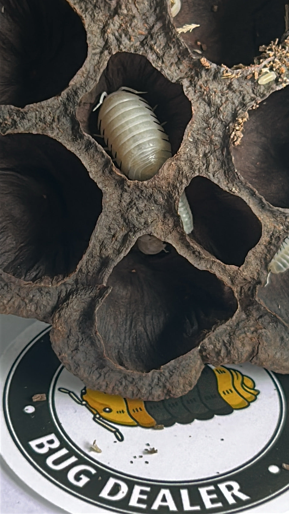 Armadillidium granulatum "White pearl"
