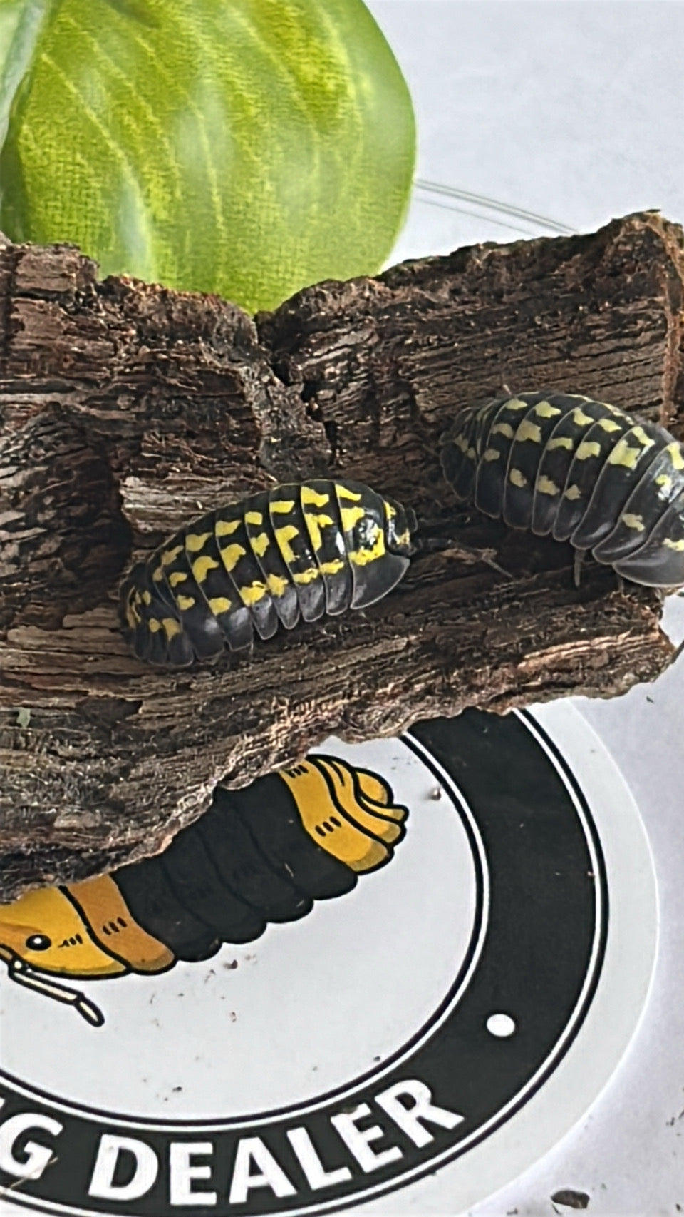 Armadillidium Gestroi "Yellow-spotted" Isopod
