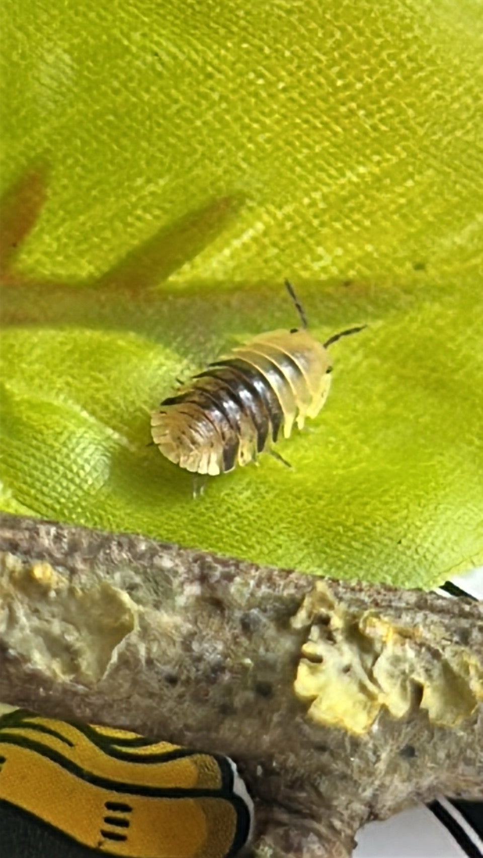 Fillipinodilo "Giant Bumblebee"