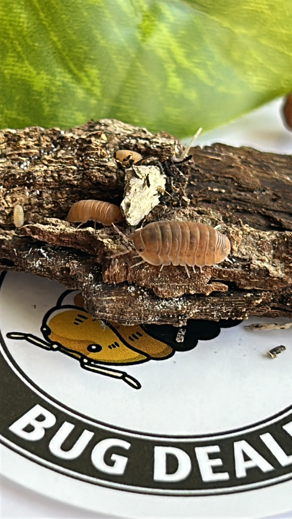 Cubaris Murina "Anemone"