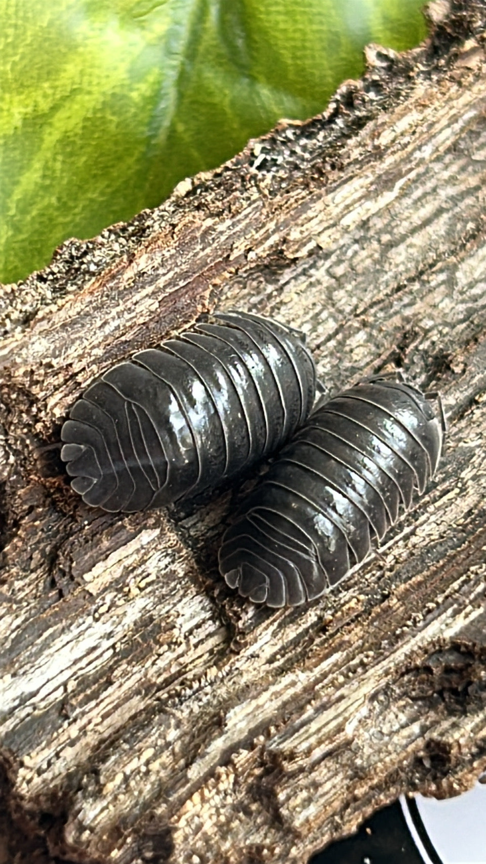 Armadillidium depressum "blotched"