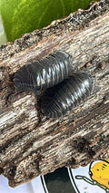 Armadillidium depressum "blotched"