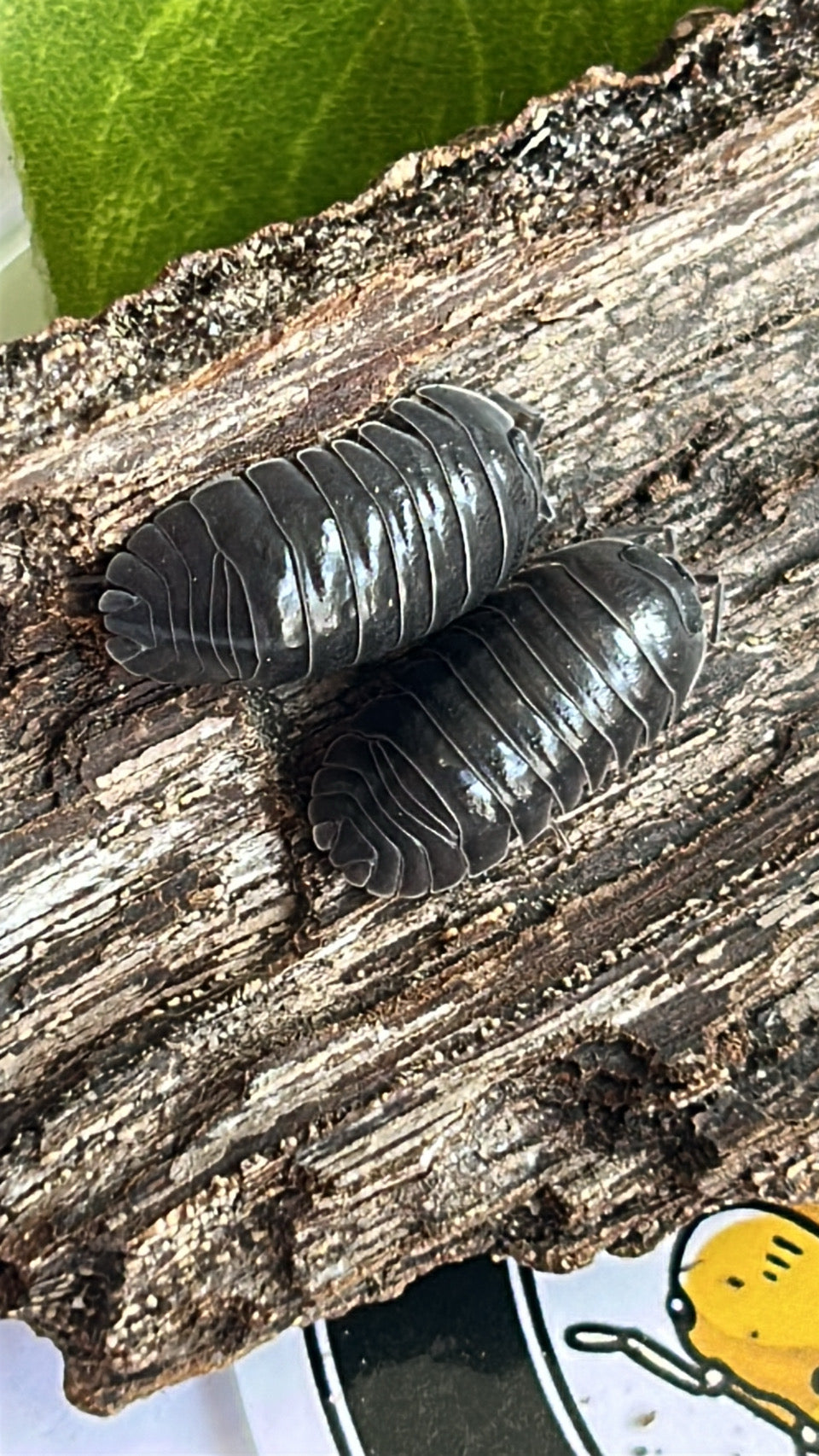 Armadillidium depressum "blotched"