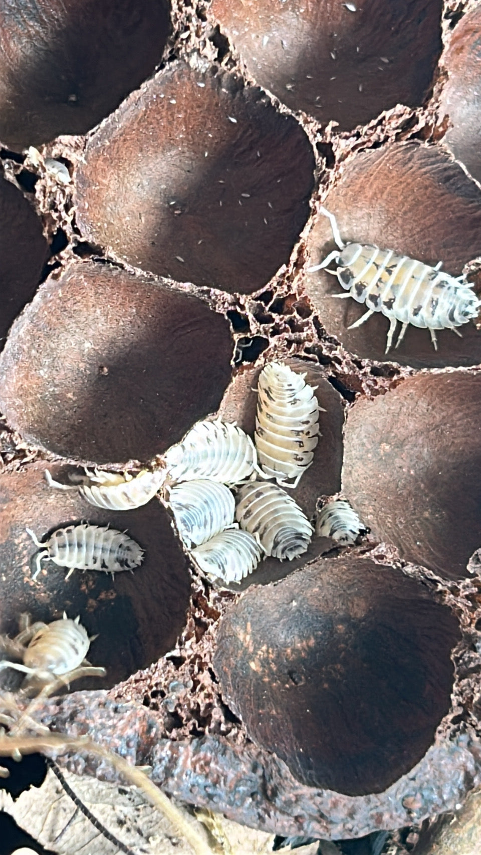 Porcellio laevis "Dairy Cow"