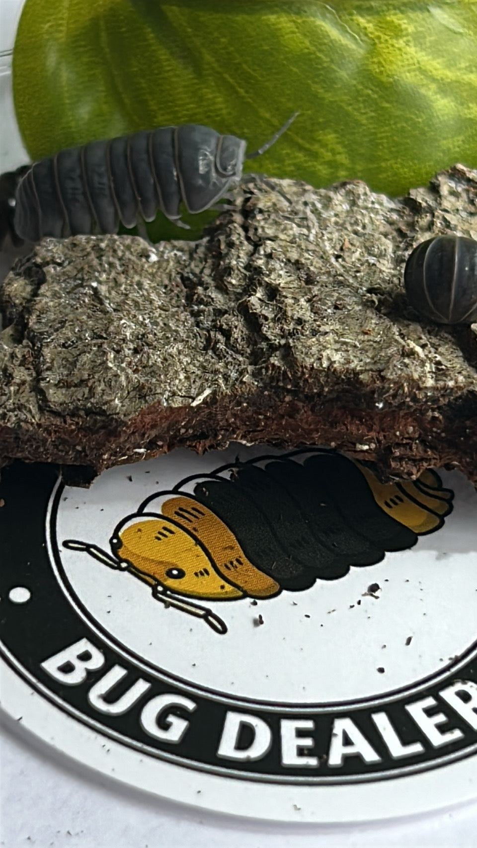 Armadillo officinalis "Greece" (Pied gene)