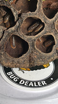 Armadillidium Klugii "Clown"