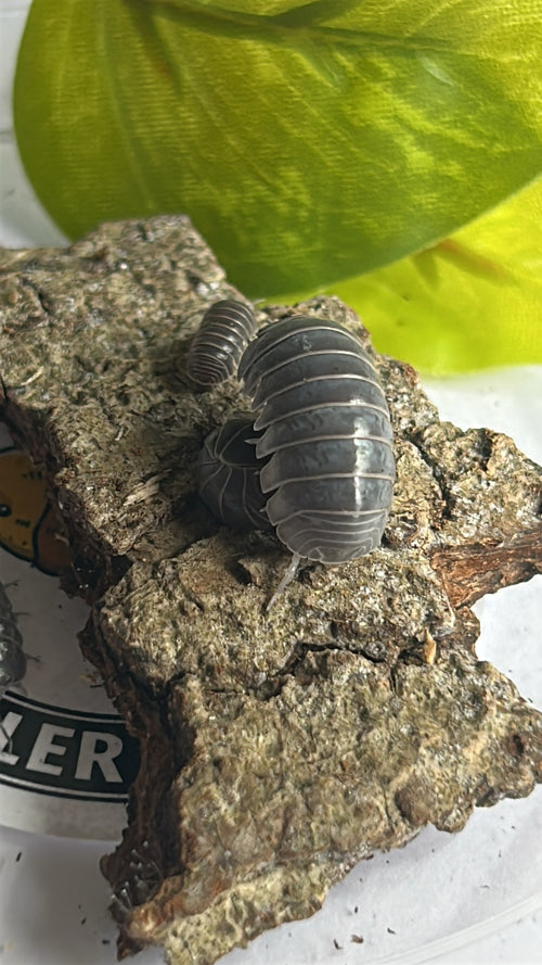 Armadillo officinalis "Greece" (Pied gene)