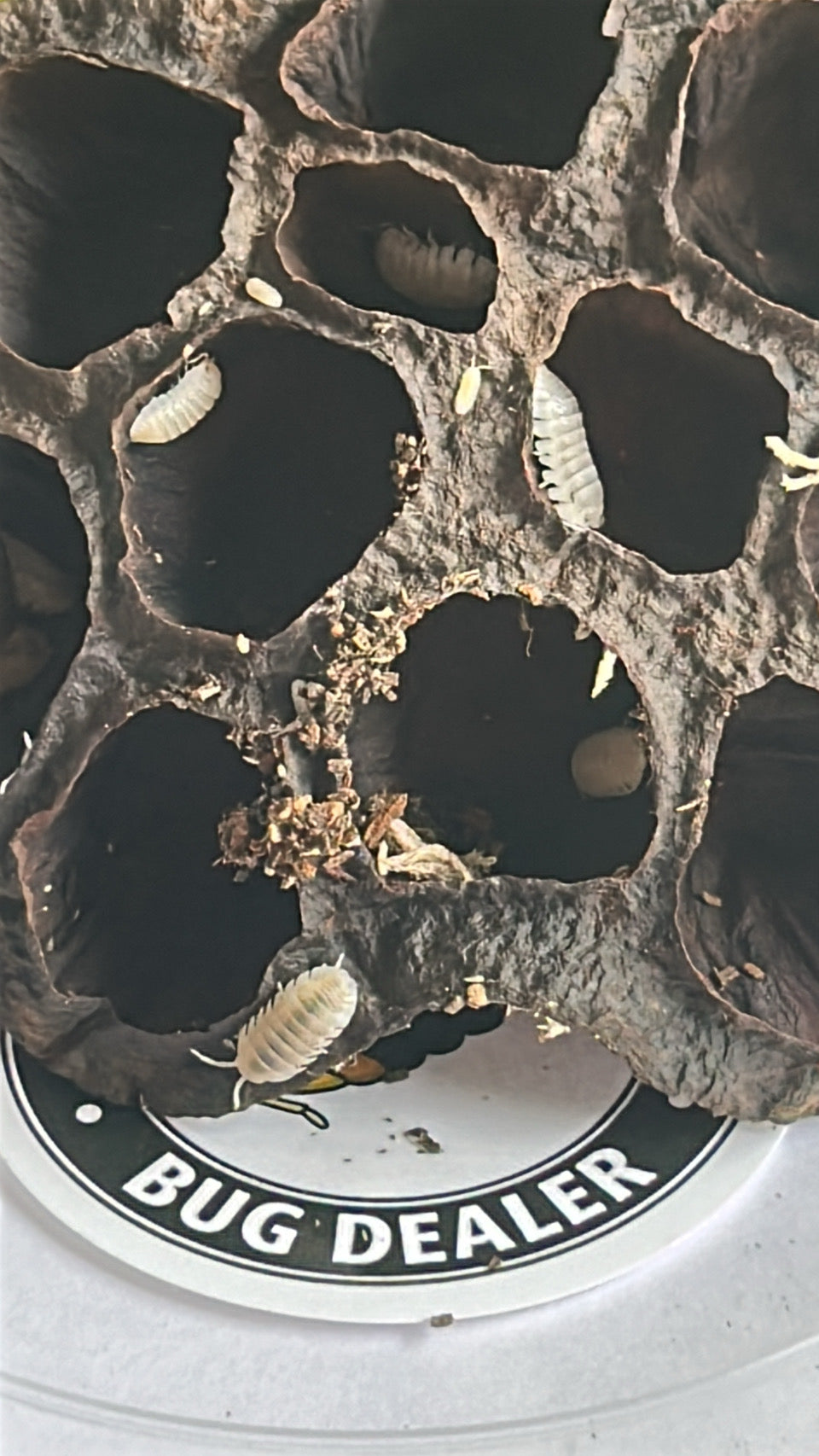 Armadillidium granulatum "White pearl"