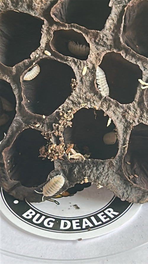 Armadillidium granulatum "White pearl"