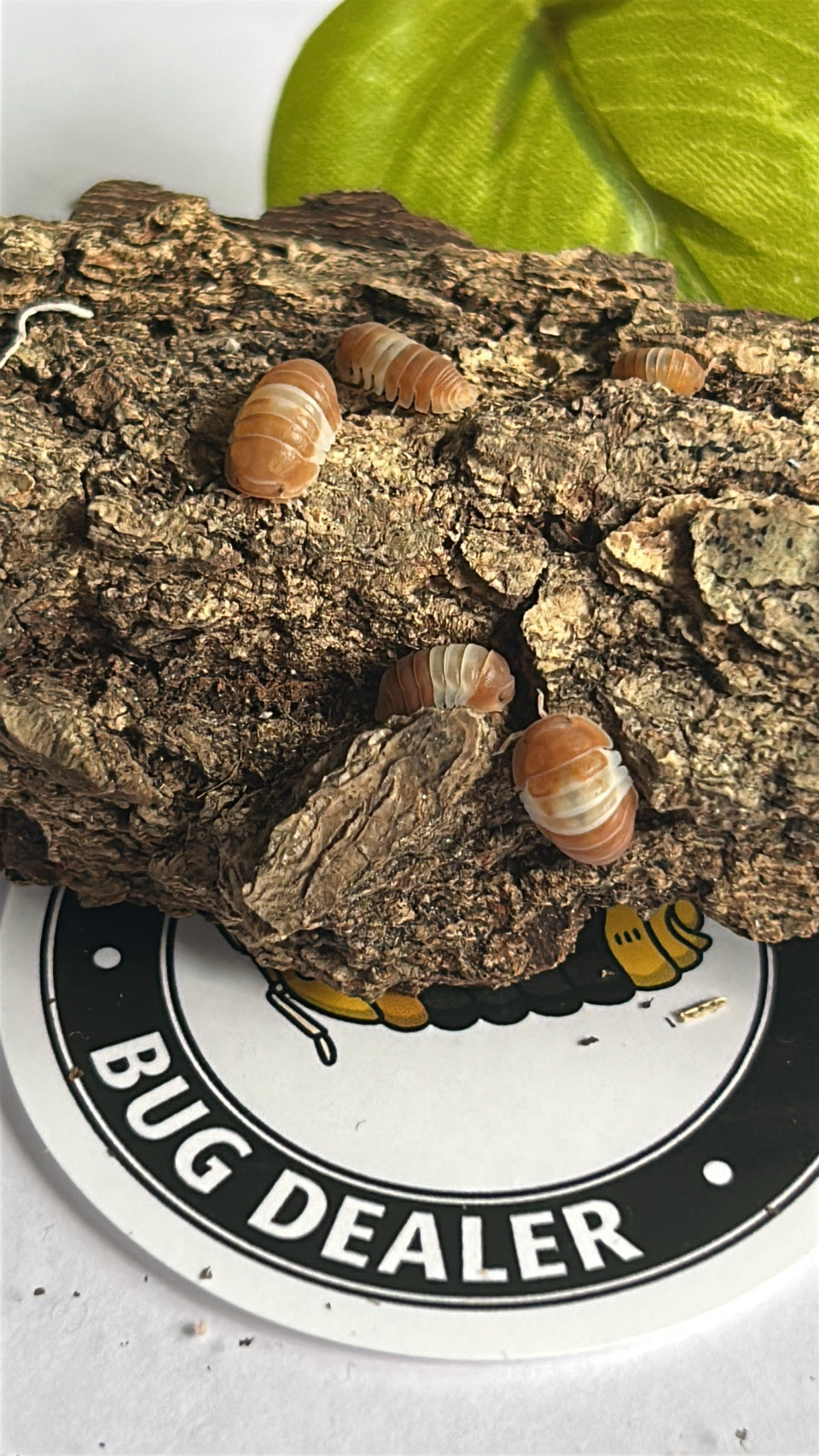 Cubaris sp. "Red" Panda king Isopod