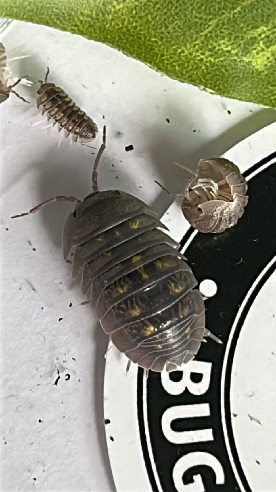 Armadillidium granulatum "Yellow Spanish"