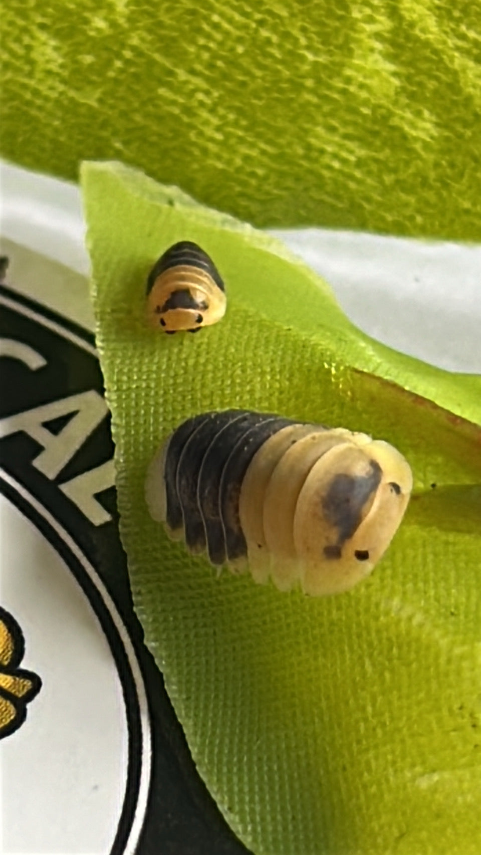 Cubaris sp "Bumblebee"